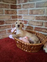 Back to school sale ! , a female Miniature Dachshund for sale in Staunton, IL – 5 of 10