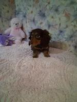 Chocolate and tan girl #2, a female Miniature Dachshund for sale in Staunton, IL – 5 of 6