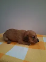 boy #2 long coat cream shade , a male Miniature Dachshund for sale in Staunton, IL – 4 of 7