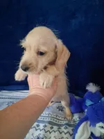 Soft wire boy #2, a male Miniature Dachshund for sale in Staunton, IL – 8 of 10