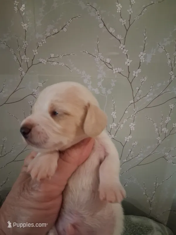 Boy #1 – Miniature Dachshund puppy for sale in Staunton, IL