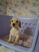 Soft wire girl #1, a female Miniature Dachshund for sale in Staunton, IL – 4 of 10