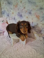 Chocolate and tan girl #2, a female Miniature Dachshund for sale in Staunton, IL – 3 of 6