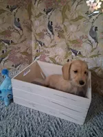 Boy #1, a male Miniature Dachshund for sale in Staunton, IL – 7 of 10