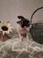 Rascal , a male Chihuahua for sale in Staunton, IL – 7 of 8