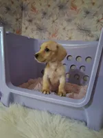Soft wire girl #1, a female Miniature Dachshund for sale in Staunton, IL – 3 of 10