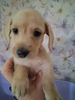 Soft wire girl #1, a female Miniature Dachshund for sale in Staunton, IL – 6 of 10
