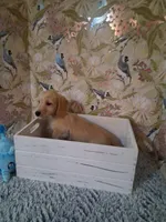 Boy #1, a male Miniature Dachshund for sale in Staunton, IL – 5 of 10