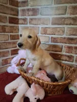 Back to school sale ! , a female Miniature Dachshund for sale in Staunton, IL – 9 of 10