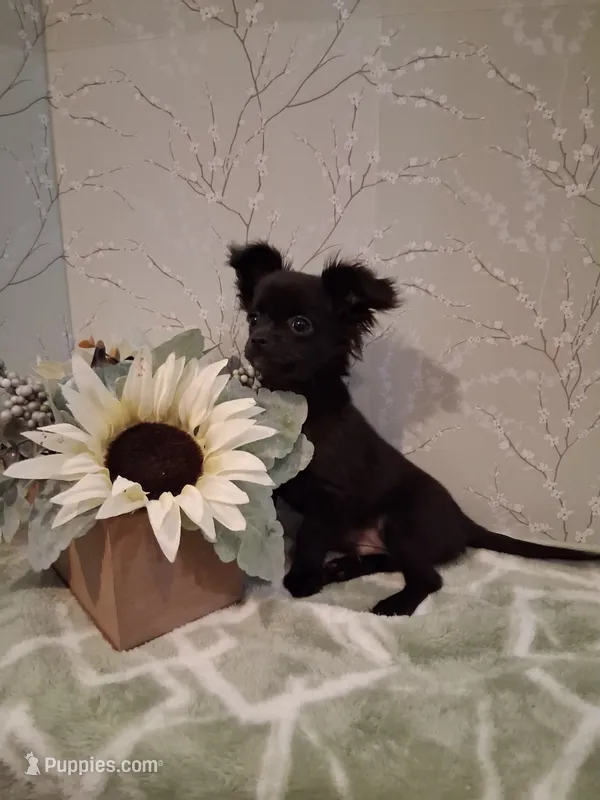 Willow – Chihuahua puppy for sale in Staunton, IL