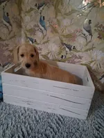 Boy #1, a male Miniature Dachshund for sale in Staunton, IL – 4 of 10