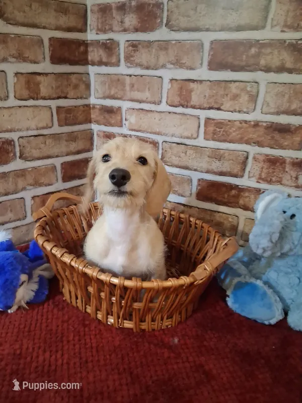 Back to school sale !  – Miniature Dachshund puppy for sale in Staunton, IL