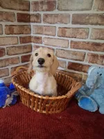 Back to school sale ! , a male Miniature Dachshund for sale in Staunton, IL – 6 of 9