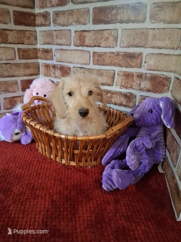 ON HOLD  – Miniature Dachshund puppy for sale in Staunton, IL