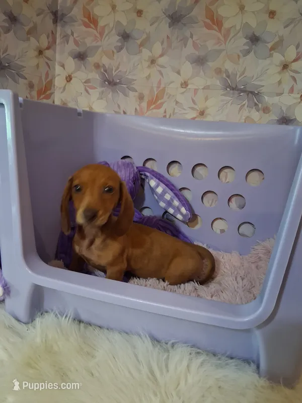 Tiny girl  – Miniature Dachshund puppy for sale in Staunton, IL