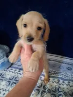 Soft wire boy #2, a male Miniature Dachshund for sale in Staunton, IL – 6 of 10