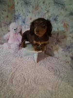 Chocolate and tan girl #1 , a female Miniature Dachshund for sale in Staunton, IL – 6 of 6