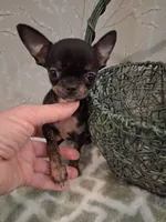 BUGSY (Bug for short ) , a male Chihuahua for sale in Staunton, IL – 3 of 10