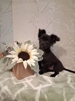 Willow, a male Chihuahua for sale in Staunton, IL – 6 of 8