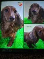 Baby girl #1 , a female Miniature Dachshund for sale in Staunton, IL – 9 of 9