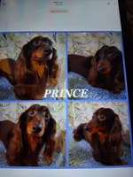Baby girl #3, a female Miniature Dachshund for sale in Staunton, IL – 9 of 9