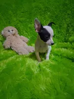 Baby boy, a male Chihuahua for sale in Staunton, IL – Photo 2 of 6