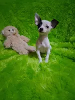 Baby boy, a male Chihuahua for sale in Staunton, IL – Photo 1 of 6