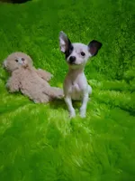 Baby boy, a male Chihuahua for sale in Staunton, IL – Photo 4 of 6