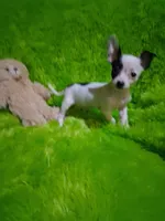 Baby boy, a male Chihuahua for sale in Staunton, IL – Photo 3 of 6