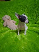 Baby boy, a male Chihuahua for sale in Staunton, IL – Photo 6 of 6