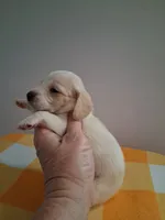 Boy #4 Long coat white with cream , a male Miniature Dachshund for sale in Staunton, IL – 2 of 6