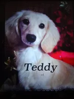 Soft wire girl #2, a female Miniature Dachshund for sale in Staunton, IL – 10 of 10