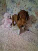Red long coat female , a female Miniature Dachshund for sale in Staunton, IL – 4 of 6