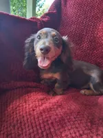 Chocolate long coat girl, a female Miniature Dachshund for sale in Staunton, IL – 7 of 8