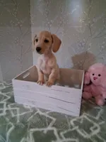 Soft wire girl #1, a female Miniature Dachshund for sale in Staunton, IL – 3 of 10