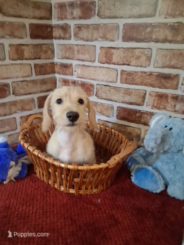 Back to school sale !  – Miniature Dachshund puppy for sale in Staunton, IL
