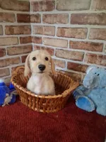 Back to school sale ! , a male Miniature Dachshund for sale in Staunton, IL – 1 of 9