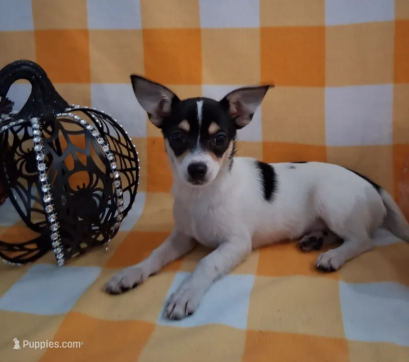 REDUCED PRICE !!! Rascal  – Chihuahua puppy for sale in Staunton, IL