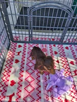 Baby girl #3, a female Miniature Dachshund for sale in Staunton, IL – 7 of 9