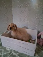 Soft wire girl #2, a female Miniature Dachshund for sale in Staunton, IL – 2 of 10