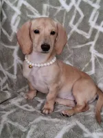 Smooth coat female , a female Miniature Dachshund for sale in Staunton, IL – 5 of 10
