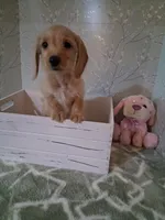 Soft wire girl #2, a female Miniature Dachshund for sale in Staunton, IL – 6 of 10