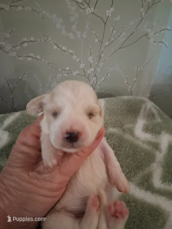 Boy #4 – Miniature Dachshund puppy for sale in Staunton, IL
