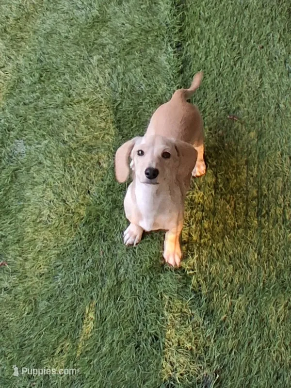Smooth coat female  – Miniature Dachshund puppy for sale in Staunton, IL