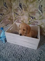 Boy #1, a male Miniature Dachshund for sale in Staunton, IL – 2 of 10