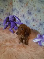 Red long coat , a female Miniature Dachshund for sale in Staunton, IL – 7 of 8