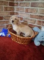 Back to school sale ! , a male Miniature Dachshund for sale in Staunton, IL – 2 of 9