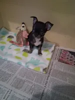 Baby boy #3, a male Chihuahua for sale in Staunton, IL – 7 of 7