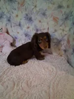 Chocolate and tan girl #2, a female Miniature Dachshund for sale in Staunton, IL – 1 of 6