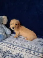 Soft wire boy #1, a male Miniature Dachshund for sale in Staunton, IL – 1 of 7